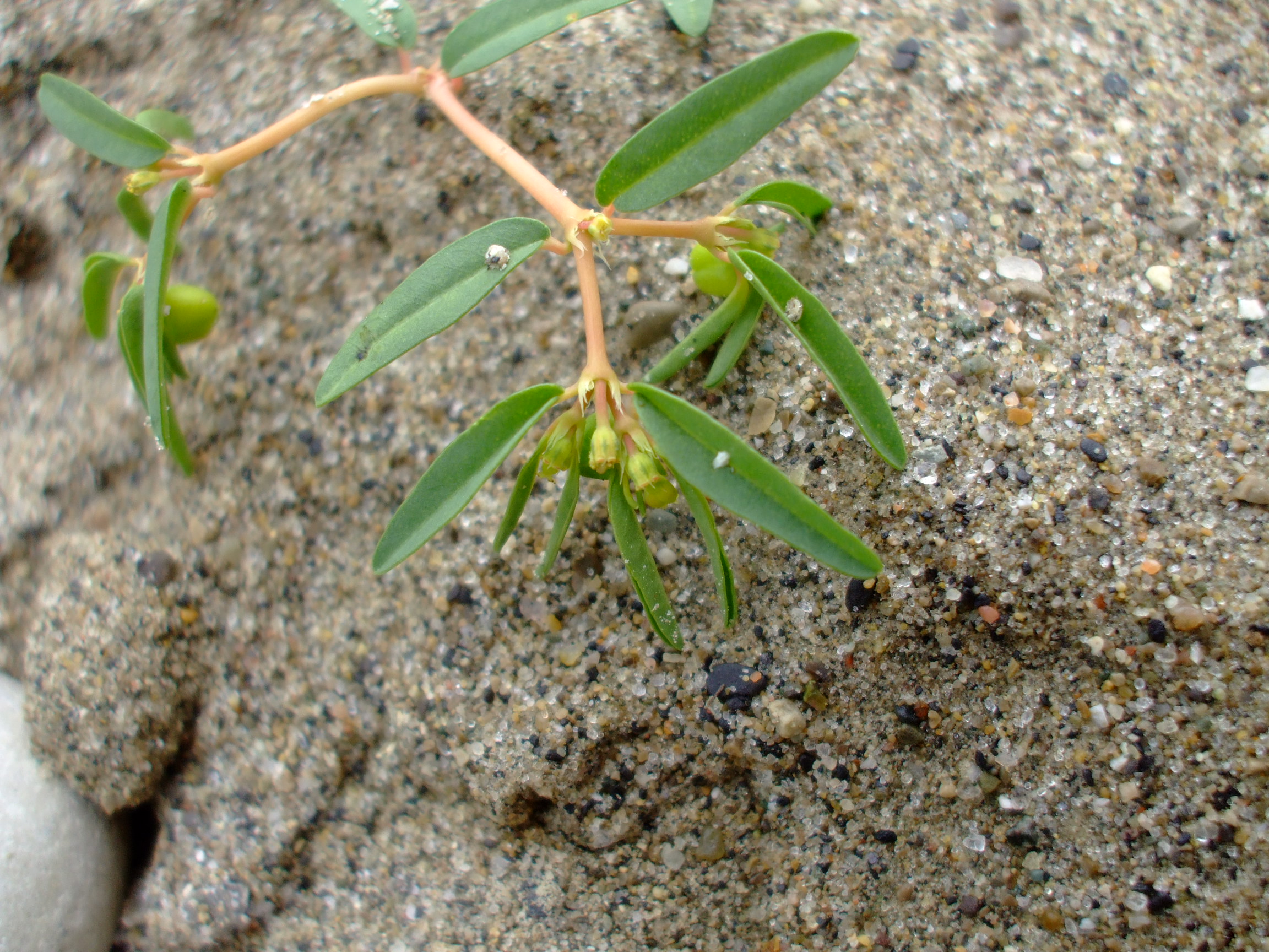 Euphorbia polygonifolia